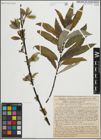 Foto von Salix heterandra Dode